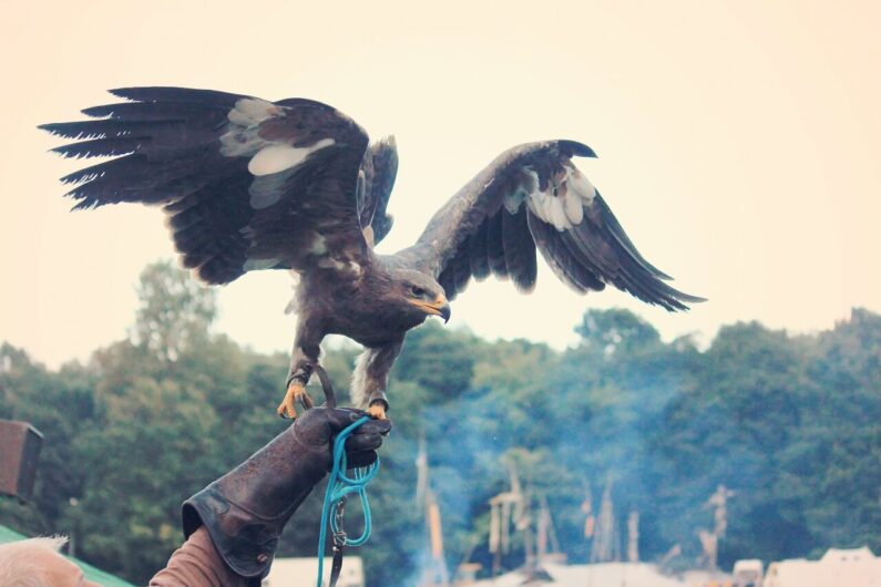 adler-942935_1280