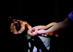 Inscrições para o Zoo Noturno serão abertas nesta terça-feira (27)